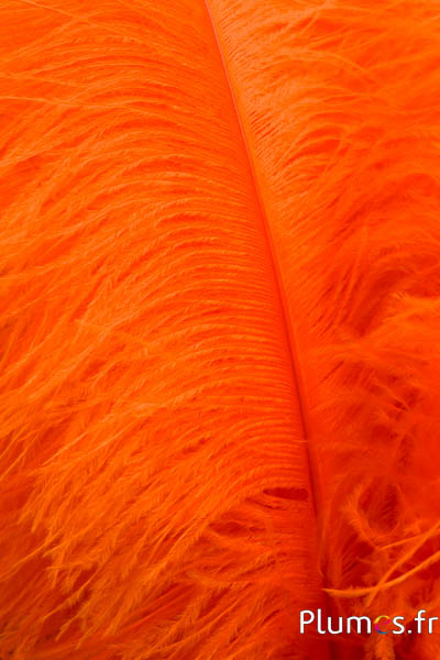 Autruche premium - 50-60 cm - orange